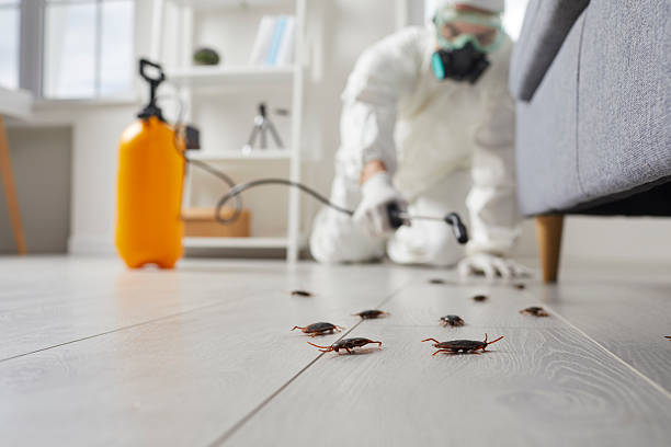 Trusted Termite Control service in Cresaptown, MD - Nex Pest Control